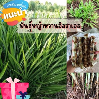 พันธุ์หญ้าหวานอิสราเอล 100ท่อนเพียง 79บาท