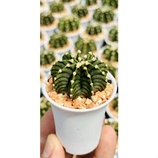 Gymnocalycium friedrichii Vos014a  @SoSmallGarden