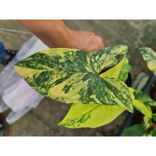 ต้นเงินไหลมาด่างเหลือง Syngonium podophyllum auro Variegateed