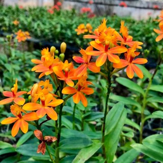 ไซส์เล็ก อีปิเด็นดรั่ม กล้วยไม้สีส้ม Epidendrum Hybrid Orange "S size" กล้วยไม้เลี้ยงง่าย ออกดอกทั้งปี กล้วยไม้ทนแดด