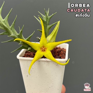 เก๋งจีน Orbea Caudata แคคตัส กระบองเพชร cactus&amp;succulent