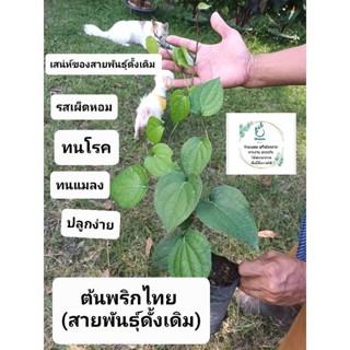 พริกไทยดำ (สายพันธุ์ดั้งเดิม) ปลูกง่าย โตเร็ว ผลดก รสเผ็ดหอม