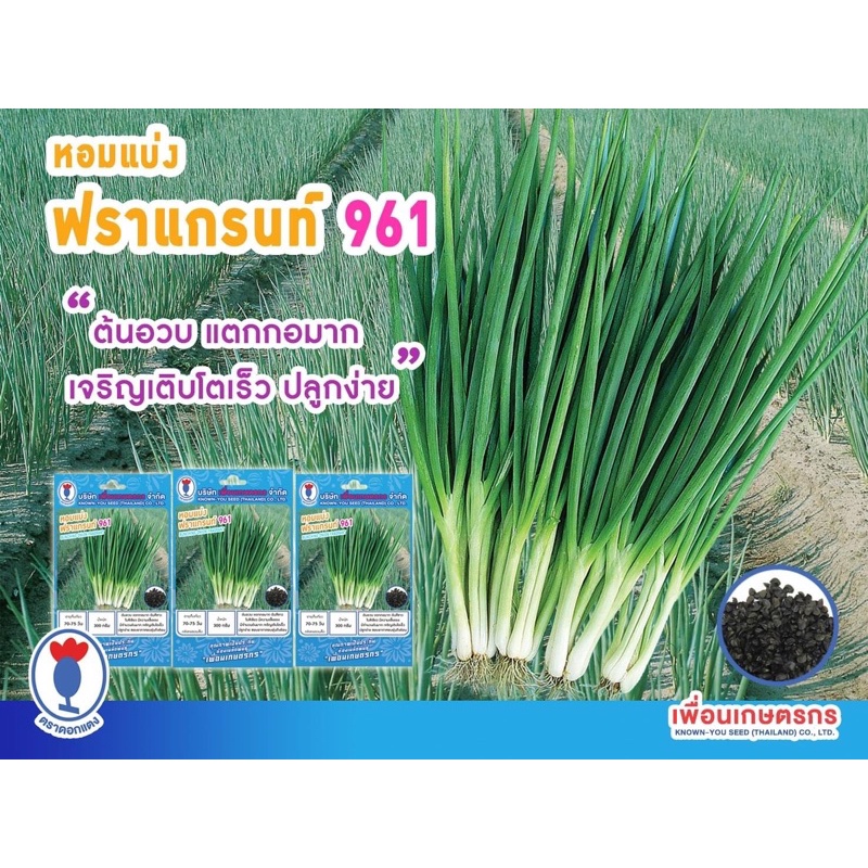 เมล็ดหอมแบ่ง พันธุ์พิเศษ 600 เมล็ด ปลูกง่าย แข็งแรง โตเร็ว แตกกอดี ปลูกได้ตลอดปี