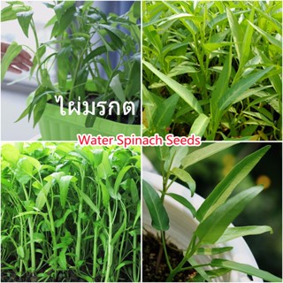 เมล็ดพันธุ์แท้100% อัตราการงอกสูง 50 แคปซูลต่อแพ็ค Water Spinach Vegetable Seeds  เมล็ดพันธุ์ผัก ของแต่งสวน แต่งสวน