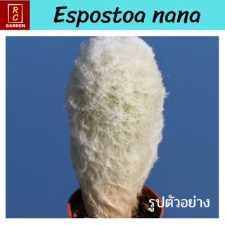 เอสโพสทัว นานา Espostoa nana แคคตัส กระบองเพชร ส่งพร้อมกระถาง