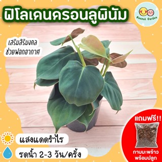 [แถมกาบมะพร้าวพร้อมปลูก] ฟิโลเดนดรอนลูพินัม กระถาง 3 นิ้ว Philodendron Lupinum ไม้ฟอกอากาศ ไม้แปลงร่าง ใบรูปหัวใจ