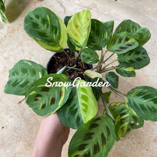 คล้ากระต่ายชมจันทร์ด่าง 🪴 กระถาง 4นิ้ว  Maranta Leuconeura Kerchoveana Variegata