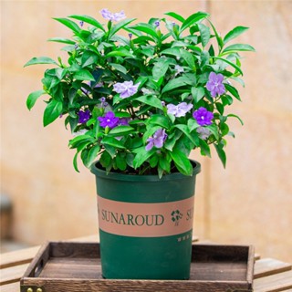 จัสมินกระถาง Gardenia ปลาทอง Chlorophytum พืชสีเขียว ต้นกล้ามะลิ