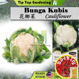 Cabbage ดอกเล็ก/ดอกไม้/สว/ สวน/ดอกทานตะวัน/ดอกไม้/สัตว์ใหญ่/ข้าวโพด/ดอกทานตะวัน/กระ/กระโหลก/ข้าวโพด/ผู้หญิง/กระโปรง/สเ..