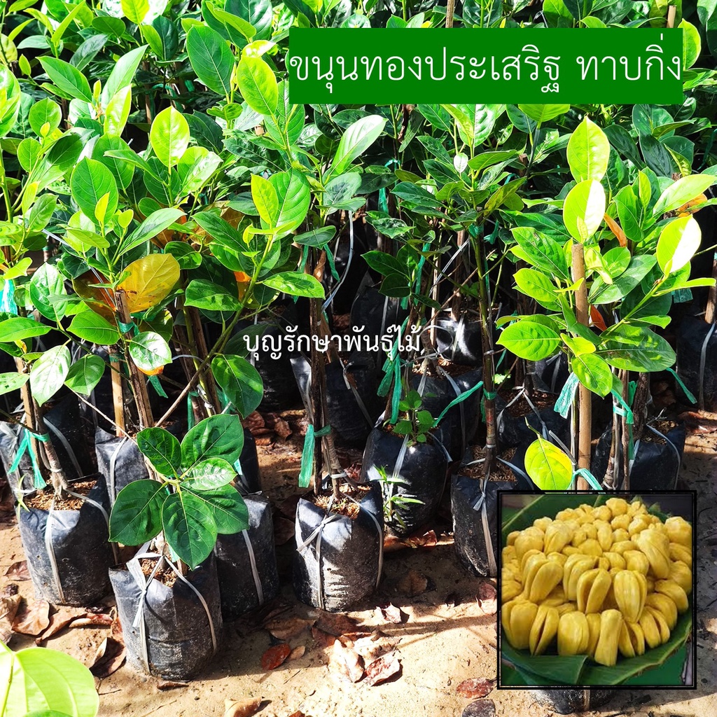 ต้นขนุนทองประเสริฐ กิ่งทาบ 60cm. ให้ผลผลิตไว