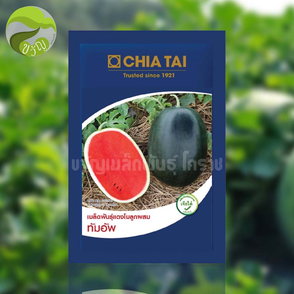 แตงโมลูกผสม ทัมอัพ 40กรัม ลอตใหม่ล่าสุด❗️❗️พร้อมส่ง - รูปที่ 5