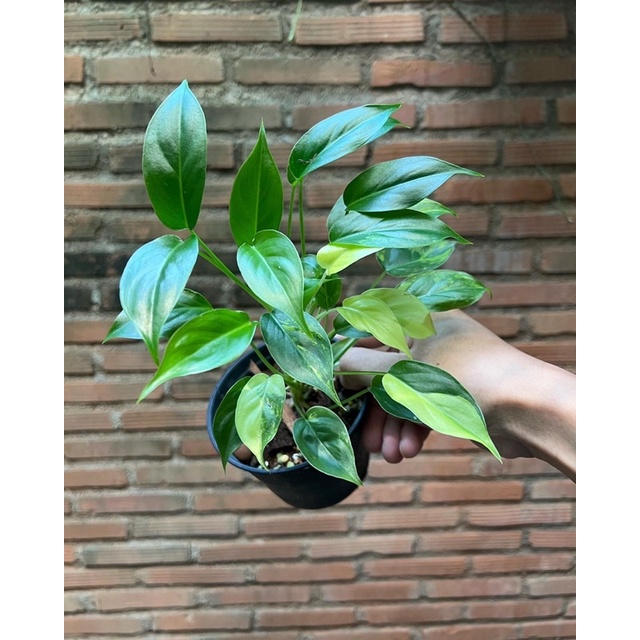 philodendron Burle mark variegated