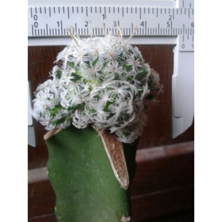 cactus  mammillaria duwei แมมดูไว(มีหนาม)กราฟ แคคตัส