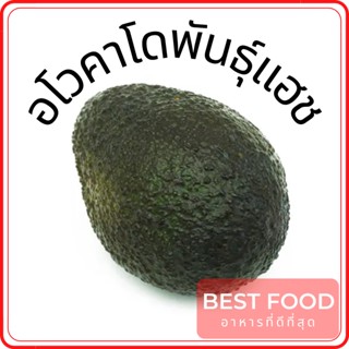 อโวคาโดพันธุ์แฮช Hass avocado