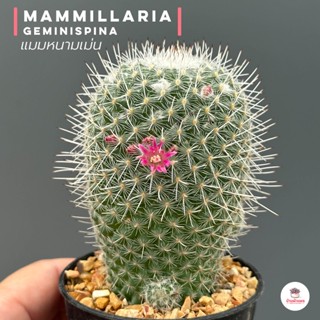 แมมหนามเม่น Mammillaria geminispina แคคตัส กระบองเพชร cactus&amp;succulent