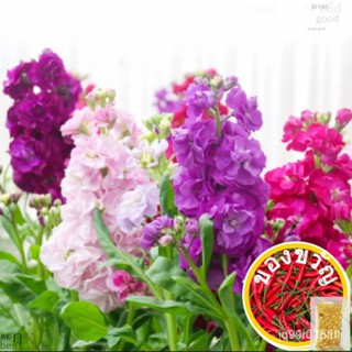 ขอแสดงความนับถือ Matthiola Incana 20ดอก/ดอกไม้/สวน/ดอกทานตะวัน/สัตว์ใหญ่/ข้าวโพด/กุ้ง/ดอกไม้/สว/ ดอกทานตะวัน/ดอกลำโพง YB