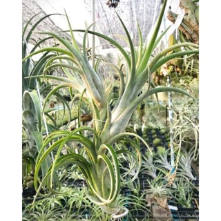 [ขายหน่อ] Tillandsia Mudlo ทิลแลนด์เซีย มูโด้ สับปะรดอากาศ airplant