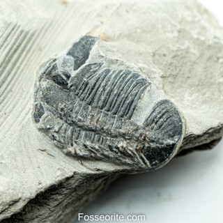 [อายุกว่า 505 ล้านปี!!!] #159 ฟอสซิล ไทรโลไบต์ Elrathia Kingi Trilobite ของแท้ ขนาดเล็ก บน Matrix จาก USA