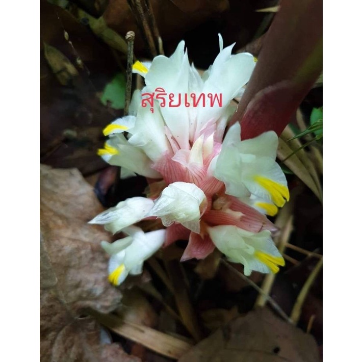 ว่านดอกทองสุริยเทพ เหง้า,ต้น(ให้เลือก)เด่นด้านเมตตามหานิยม