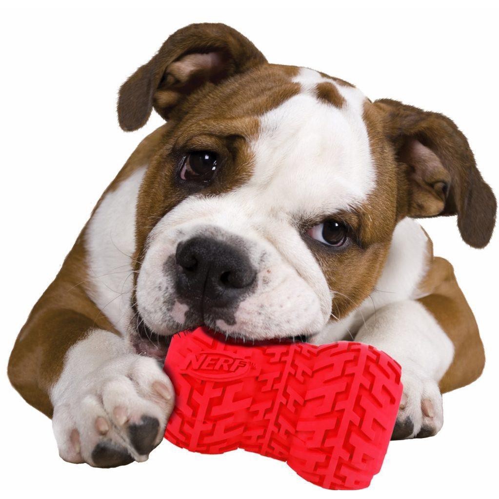Nerf Dog Tire Feeder -ยางให้ขนม อาหาร ของเล่นฝึกทักษะสุนัข