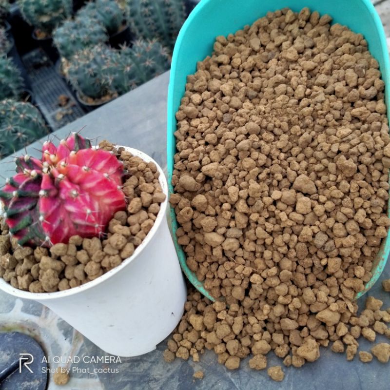 ดินญี่ปุ่นอะคาดามะ Akadama