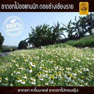 ชาดอกคาโมมายล์ แบบถุงชาสำเร็จพร้อมดื่มTea Bag(15 ถุง)ชาดอกไม้ออแกนนิก100%ของไอนาดอยช้างคอฟฟี่