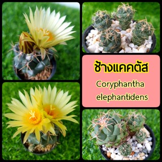 🐘 ช้างแคคตัส (Coryphantha elephantidens) 📷 ขอดูรูปแจ้งได้ค่ะ