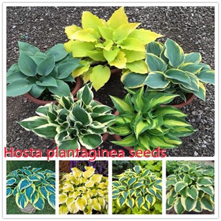 ปลูกง่าย ปลูกได้ทั่วไทย เมล็ดพันธุ์ บอนสี Mixed Hosta plantaginea Flower Seeds (ประมาณ 50 เมล็ด) ต้นไม้ฟอกอากาศ