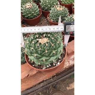 กลีบกระทงcactus ไซส์แม่พันธุ์