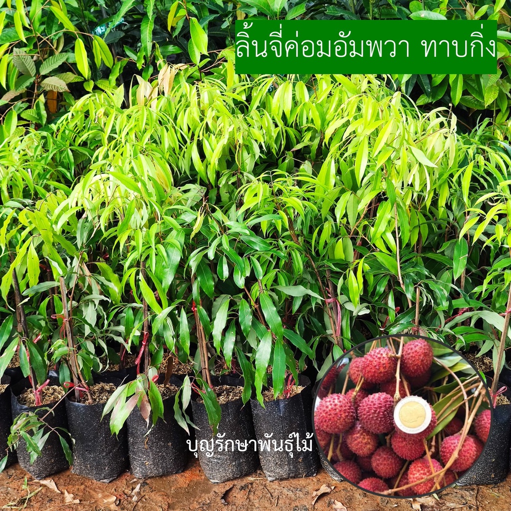 ลิ้นจี่ค่อมอัมพวา ผลไม้หายาก เสียบยอดสูง 50-60cm