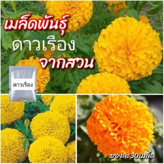 เมล็ดดอกดาวเรือง , 30เมล็ด 🏵️ เมล็ดพันธุ์​ดาวเรือง งอกดีมาก พร้อมส่ง