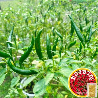 Seeds chilli Paddy Siamese spicy 8เมล็ดแอปเปิ้ล/สาก/พริก/seeds/ พริก/กรด/สาก/รองเท้า/กุหลาบ // เซล็ตต์ MCM6