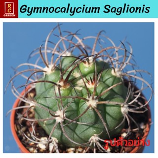 Gymnocalycium Saglionis ยิมโน ซากลิโอนิส กระบองเพชร แคคตัส ส่งพร้อมกระถาง