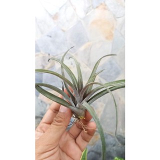 Tillandsia schatzlii Red X  ทิลแลนด์เซีย แชทซิไอ เร้ด เอ็กซ์  airplant สับปะรดอากาศ ทิลแลนเซีย