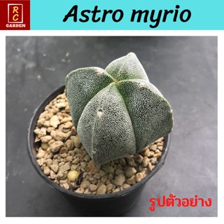 แอสโตรมายริโอ Astrophythum myrio แคคตัส กระบองเพชร ส่งพร้อมกระถาง