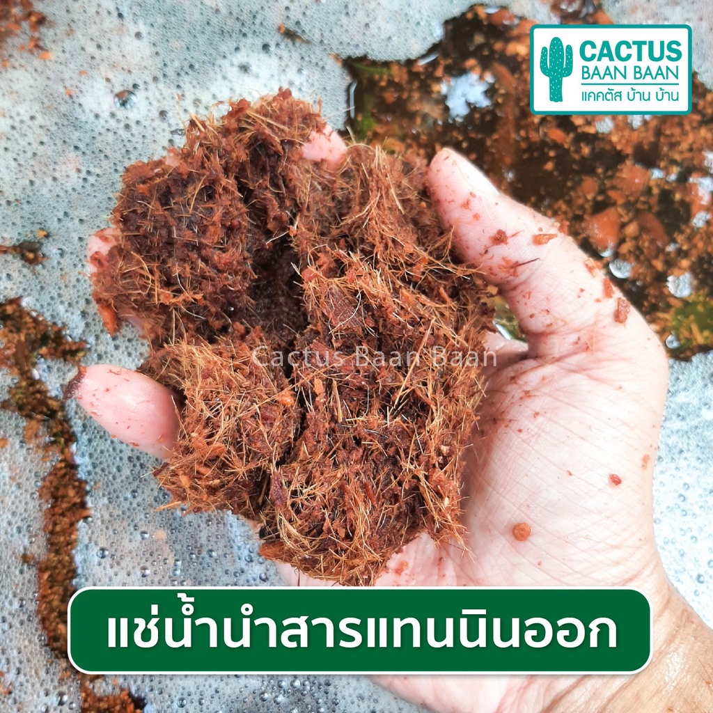 กาบมะพร้าวสับ ขุยมะพร้าวร่อน บรรจุ 1 ลิตร - รูปที่ 3