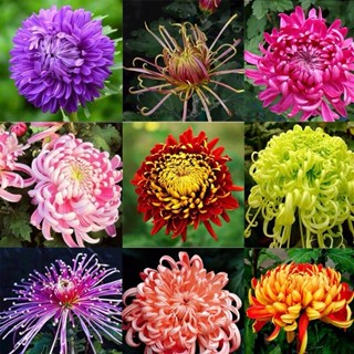 100 เมล็ด/ซอง Ground-cover Chrysanthemum Seeds บอนสี เมล็ดบอนสี บอนสีชายชล บอนสีพันหายาก ต้นไม้ฟอกอากาศ ไม้ประดับมงคล