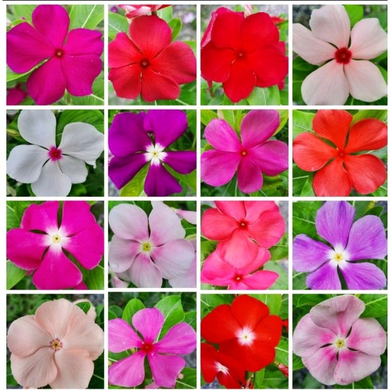 เมล็ดแพงพวย คละสี 200 เมล็ด แพงพวย เมล็ดดอกไม้ ดอกแพงพวย