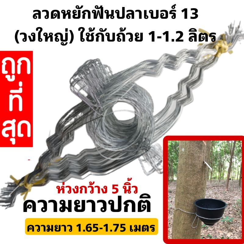 ลวดรัดต้นยางพารา ลวดหยักฟันปลาเบอร์ 13 วง5.5" (ใช้กับถ้วย 1-1.2 ลิตร) มัดละ 100 เส้น สั่งได้ไม่เกิน 300 เส้น/ 1 ออเดอร์