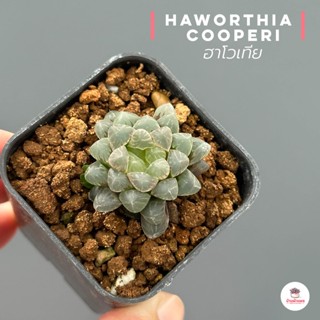 Haworthia cooperi ฮาโวเทีย หยดน้ำ ไม้อวบน้ำ กุหลาบหิน cactus&amp;succulentหลากหลายสายพันธุ์