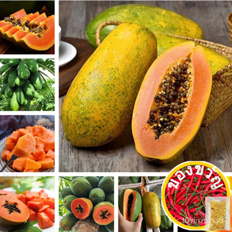ของแท้ 100% พร้อมสต็อก 10pcs papaya seeds บอนสีชายชล เมล็ดพันธุ์ พันธุ์ไม้ผล ต้นไม้ฟอกอากาศ ต้นไม้มงคล ต้นไม้ บอนไซ ต้นไ
