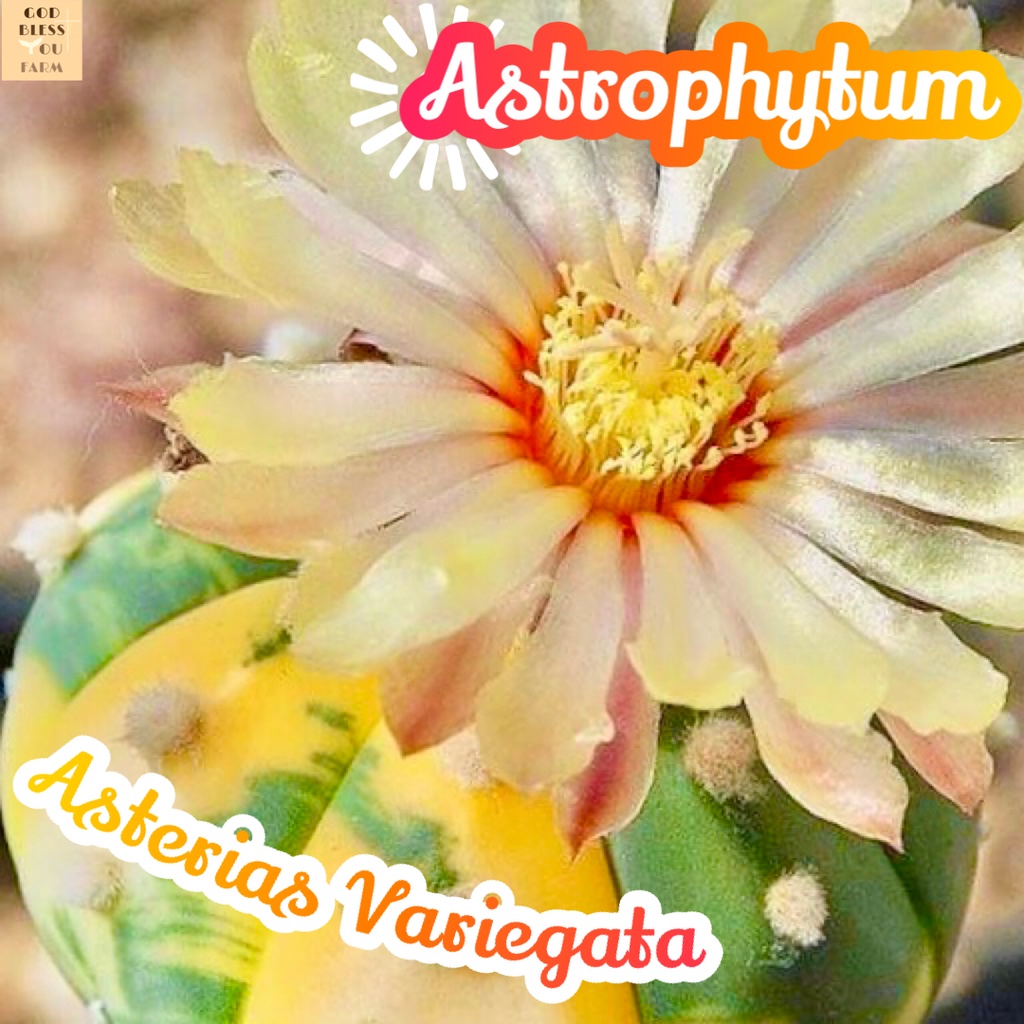 [แอสโตรแอสทีเรียสด่าง] Astrophytum Asterias Variegata แคคตัส ต้นไม้ หนาม ทนแล้ง กุหลาบหิน อวบน้ำ พืชอวบน้ำ