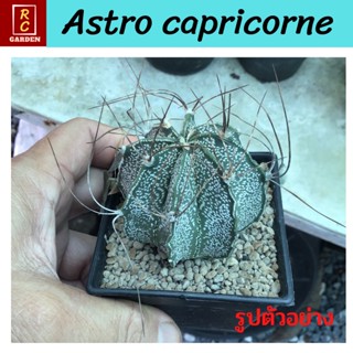 แคคตัส Astrophytum capricorne แอสโตรแคปริคอร์น กระบองเพชร ส่งพร้อมกระถาง