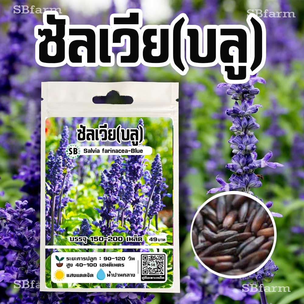 บลูซันเวีย บรรจุ 150-200 เมล็ด/ซอง โปรโมชั่น [ซื้อ 2 แถม 1ซอง]/// SBfarm