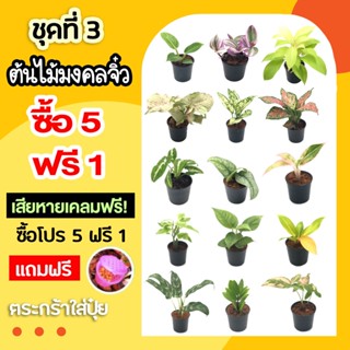 ลดแรง🔥 โปร 9.9 ต้นไม้มงคลจิ๋ว (ชุดที่ 3) โปร 5 ฟรี 1 แถมตระกร้าใส่ปุ๋ยฟรี ต้นไม้มงคลสวยๆ ไม้มงคลโชคลาภ ต้นไม้มงคลจิ๋ว