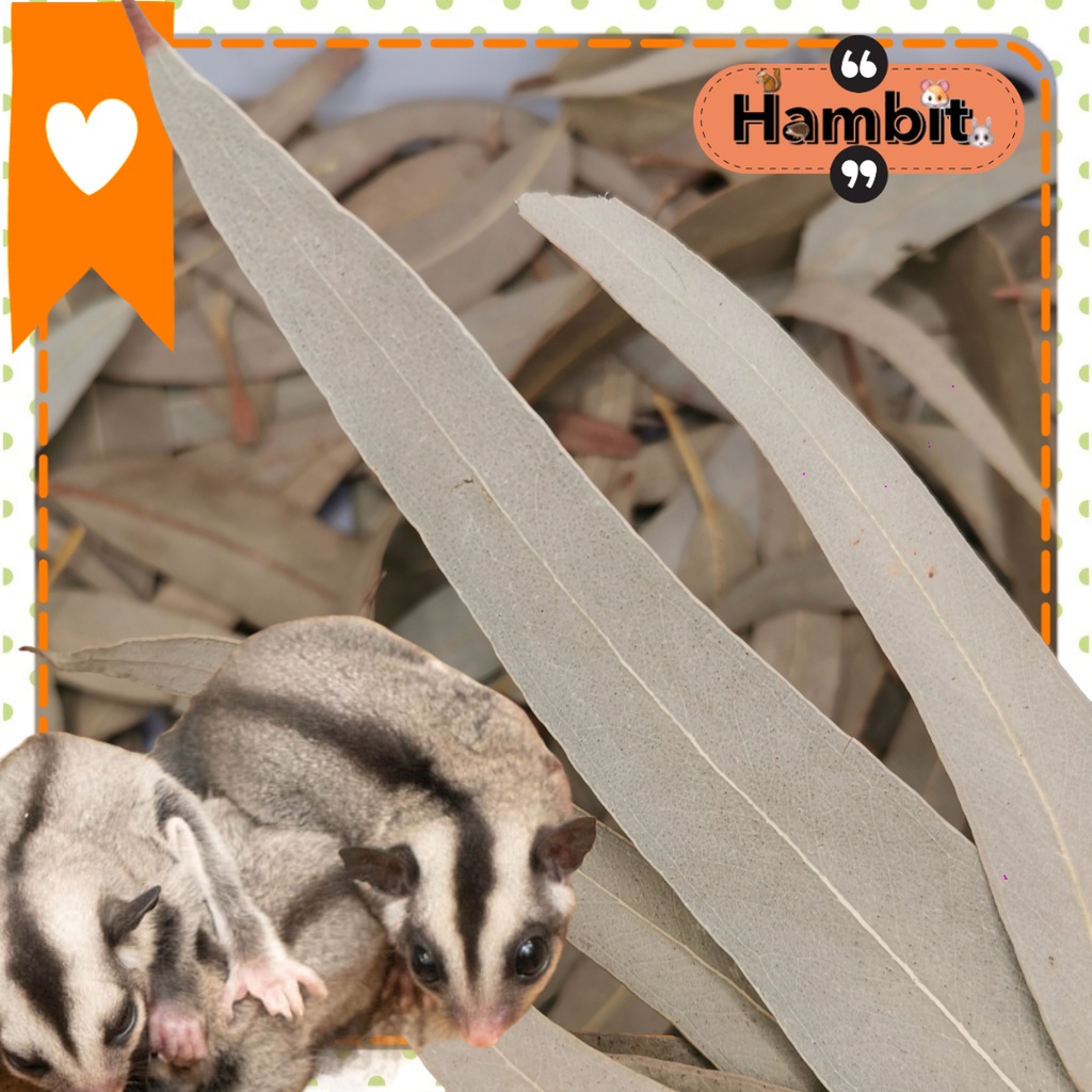 Hambit. ใบยูคาลิปตัสแห้งสำหรับชูการ์ไกรเดอร์