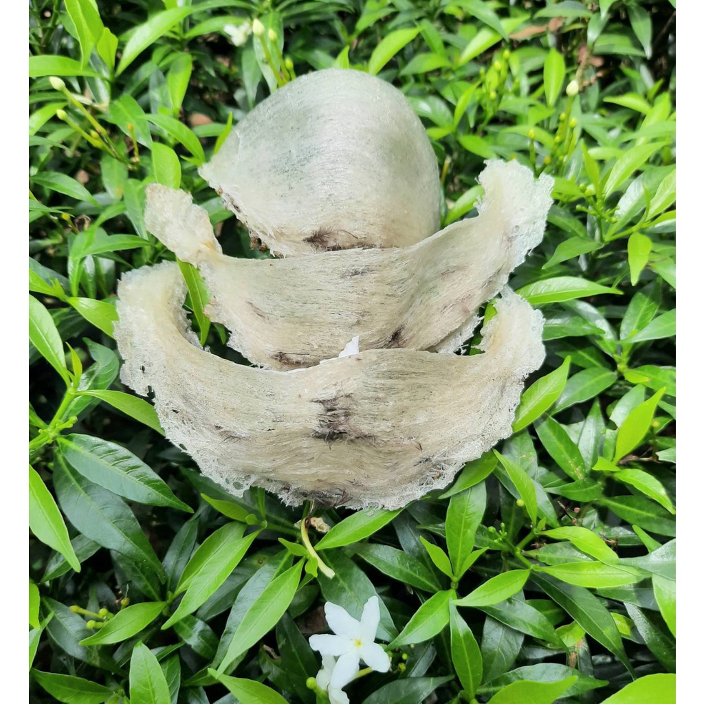 My Image 39