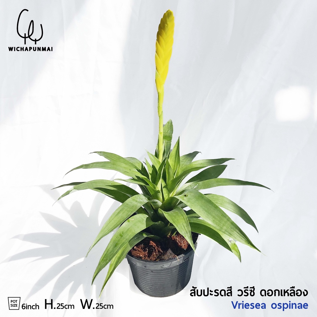 Bromeliad - สับปะรดสี วรีซี ดอกเหลือง 6 นิ้ว (Vriesea ospinae)