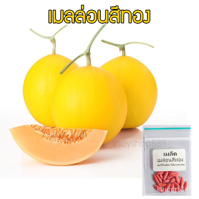 เมล็ดพันธุ์คุณภาพสูงในสต็อกในประเทศไทยเมล็ดอวบอ้วน เมล่อนสีทอง ควีน เนื้อส้ม เมล่อนสีทอง Melon Gold 20 เมล็ด  [ 10 แถม 1