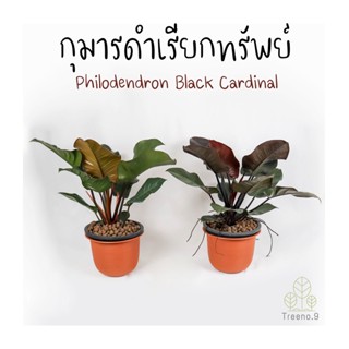 Treeno.9 T306 กุมารดำเรียกทรัพย์ กระถาง 10 นิ้ว สูง 50-60 cm  (Philodendron Black Cardinal) ไม้ฟอกอากาศ ไม้มงคล ใบสวยงาม